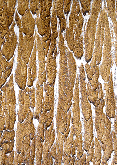 Textura 12