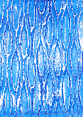 Textura 13