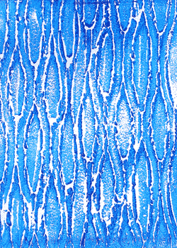 Textura 13
